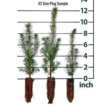 Norway Spruce Forestry Plugs