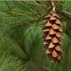 30 Appalachian GrownWhite pine Starter trees 10-14inch tall transplant seedlings 