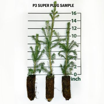 Norway Spruce Forestry Plugs
