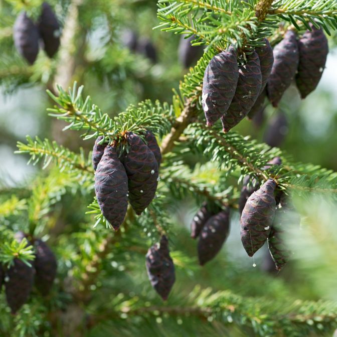 Black Spruce Tree Seeds